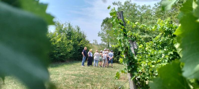 Portogruaro: Vineyard walk and tasting with Le Crede - Practical Details: Meeting Point, Group Size, and Accessibility