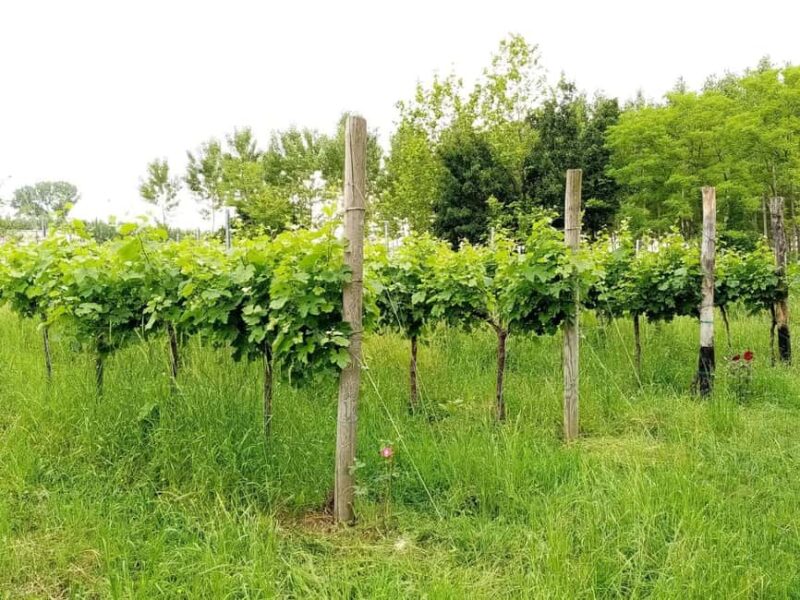 Portogruaro: Vineyard walk and tasting with Le Crede - Flexibility and Planning: Booking and Cancellations