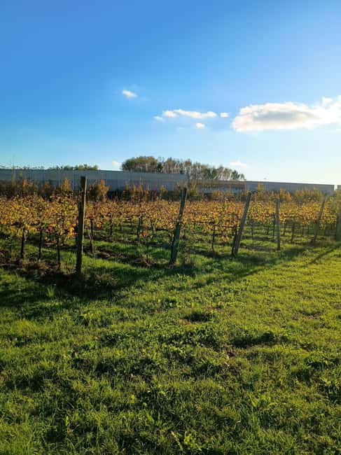 Portogruaro: Vineyard walk and tasting with Le Crede - Final Thoughts on the Vineyard Walk and Tasting with Le Crede