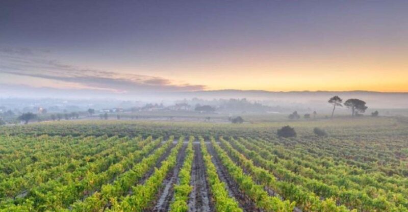 Portugal: Bairrada Private Tour - Visiting Two Vineyards Producing Sparkling Wine