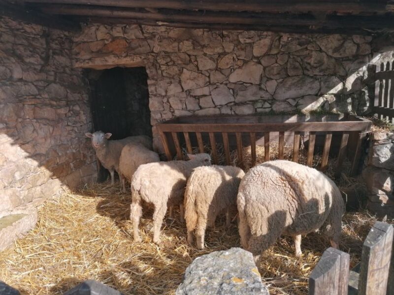 Portugal: Fatima, Aljustrel & Valinhos Trip with Picnic - Explore Fatima’s Sacred Sites with a Private Guide for $398