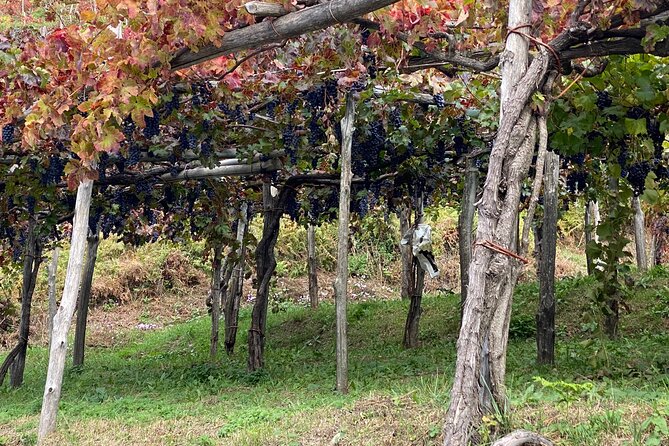 Positano Private Transfer from/to Naples with Pompeii Guided Tour - Cost and Booking in Advance