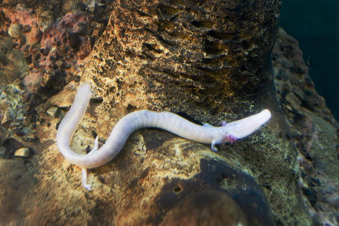 Postojna Cave and Predjama Castle - Entrance Tickets Included - Practical Tips for the Tour Day
