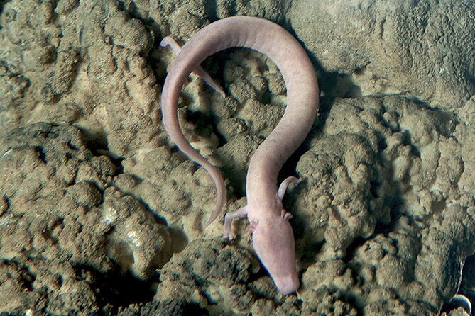 Postojna Cave and Predjama Castle Tour from Ljubljana - Value for Money and Additional Costs