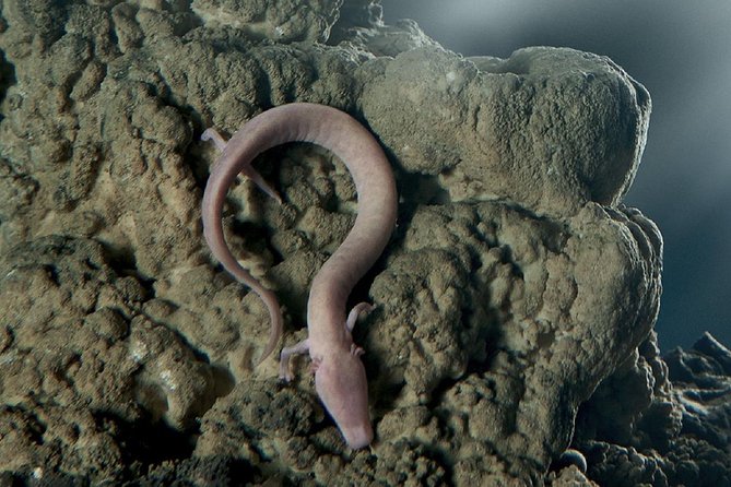 Postojna Cave & Predjama Castle from Portoroz - The Itinerary: From Underground Tunnels to Medieval Ramparts