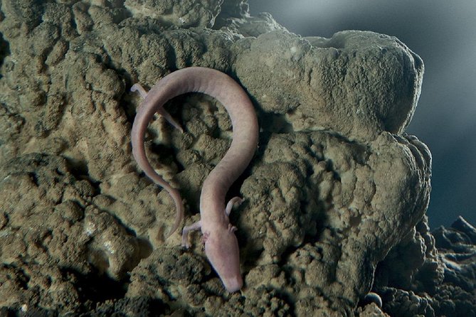 Postojna Cave & Predjama Castle - Shore Excursion from Rijeka - Cancelling and Changes: Flexibility for Your Plans