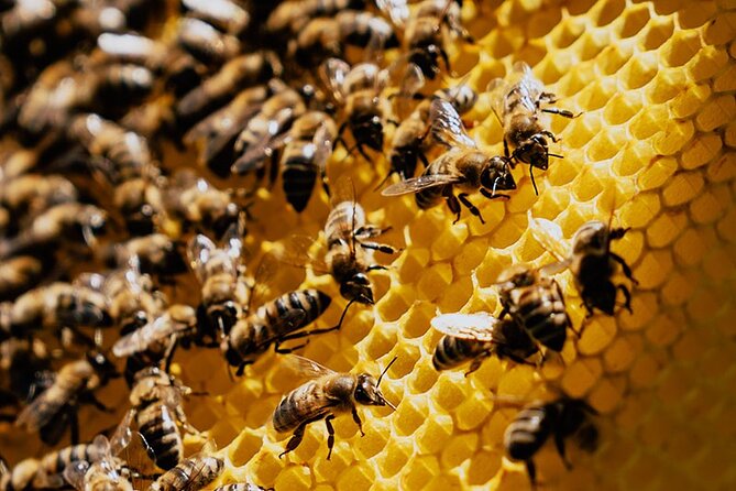 Pottery - Honey & Olive Oil experience - Who Will Enjoy This Tour Most?