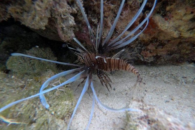 Power Snorkel By Sea Scooters & Tequila Tasting - Key Points