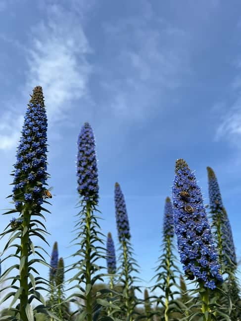 Pozzo Faceto: botanical garden - Explore the Unique Botanical Garden at Pozzo Faceto in Apulia