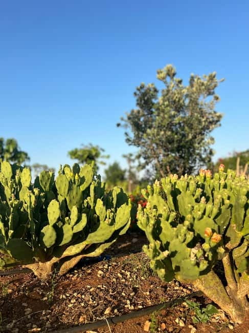 Pozzo Faceto: botanical garden - Olive Grove: Tracing the Evolution of Olive Cultivation