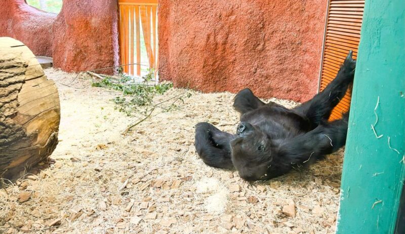 Prague: Prague Zoo Audio Guide with E-Ticket - Highlights of the Main Pavilion Areas and Animal Enclosures