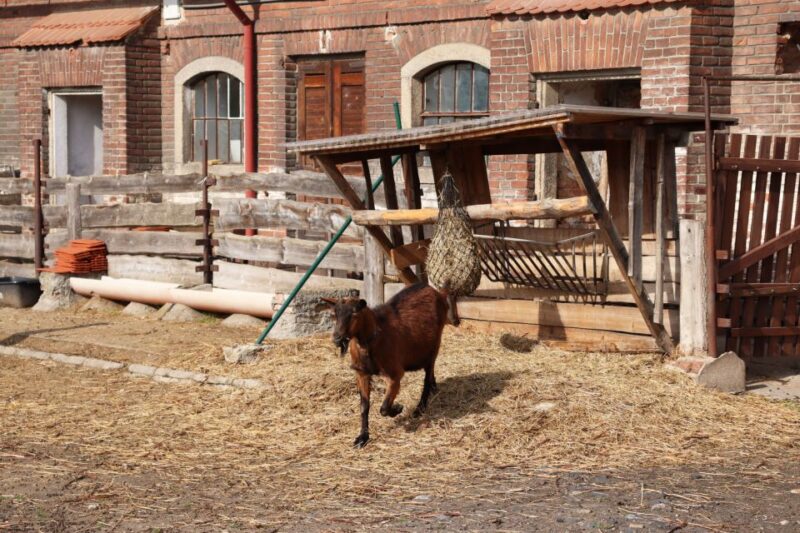 Prague: Psychiatric Hospital and Abandoned Cemetery Tour - Exploring the Abandoned Cemetery of Bohnice