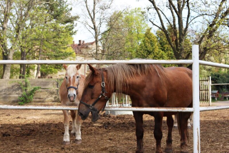 Prague: Psychiatric Hospital and Abandoned Cemetery Tour - Who Will Appreciate This Tour Most