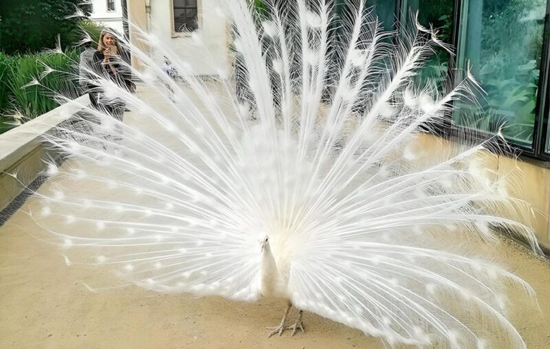 Prague Renaissance and Baroque Gardens Walking Tour - Inside the Fig House and Orangery