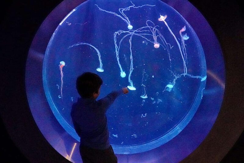 Prague: The World Of Jellyfish Entry Ticket w/ Drink - Key Points