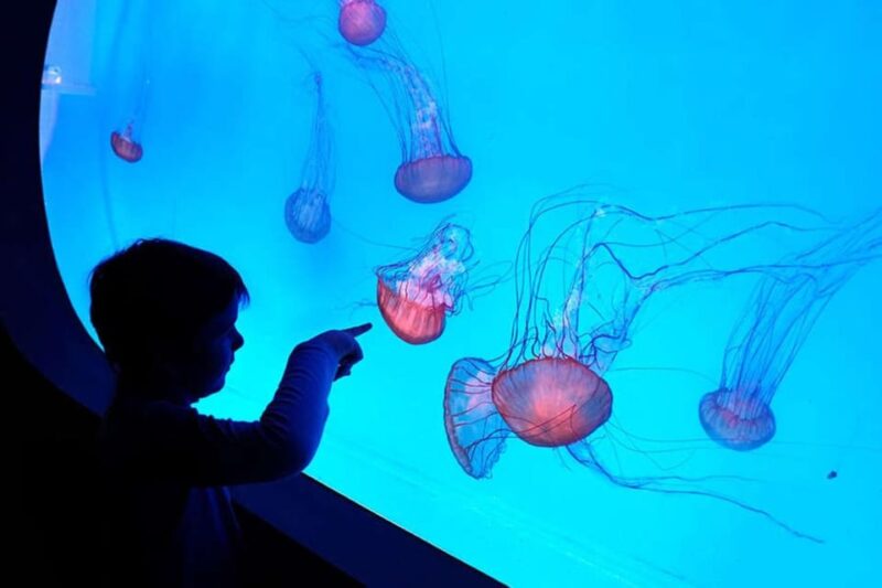 Prague: The World Of Jellyfish Entry Ticket w/ Drink - Discovering the Largest Spherical Aquarium in Prague