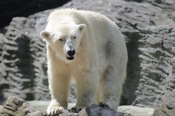 Prague Zoo Admission Ticket including Round Trip Transfer - Convenient Round-Trip Transfer from Prague Hotels or City Center