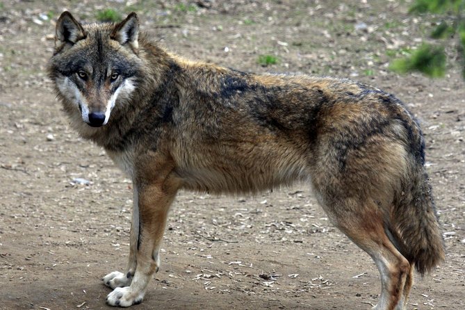 Prague Zoo Admission Ticket including Round Trip Transfer - Practical Tips for Your Day at Prague Zoo