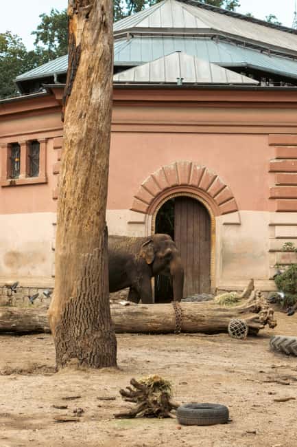 Prague: Zoo Entrance Ticket With Audio Guide & Transfer - Key Points
