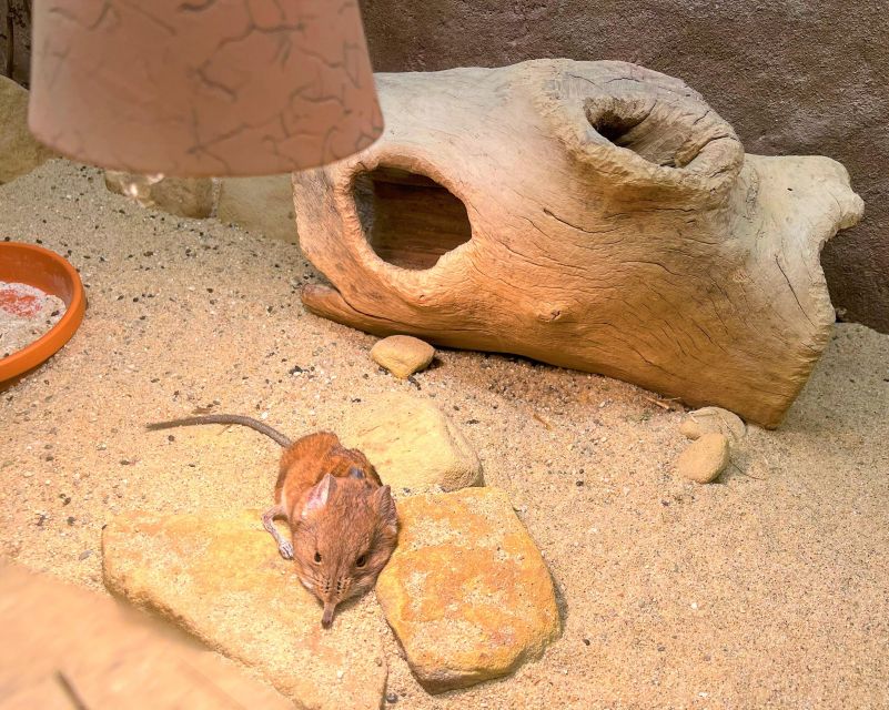 Prague Zoo Online Audio Guide (No ticket) - Practical Considerations: Internet Connection and Ticketing