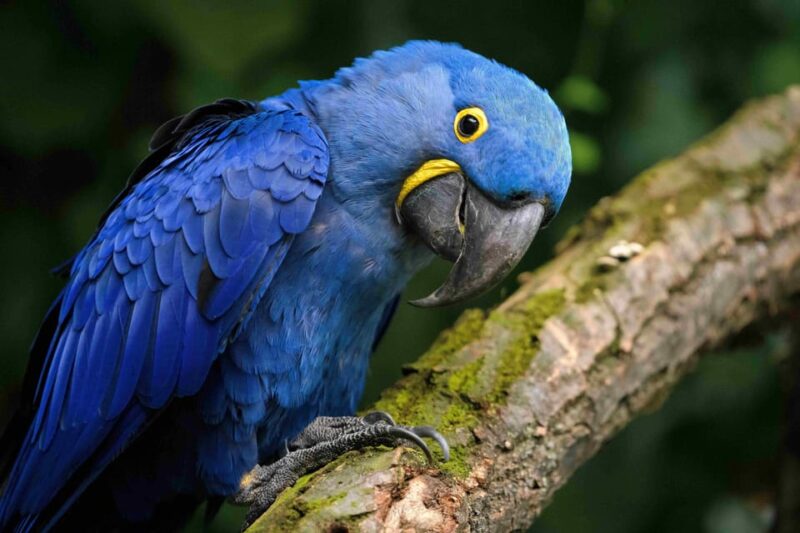 Prague Zoo: Skip-the-Line Entry Ticket - The Unique Appeal of Prague’s Top 10 Most Beautiful Zoo