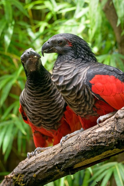 Prague Zoo: Skip-the-Line Entry Ticket - Facilities, Accessibility, and Visitor Comfort