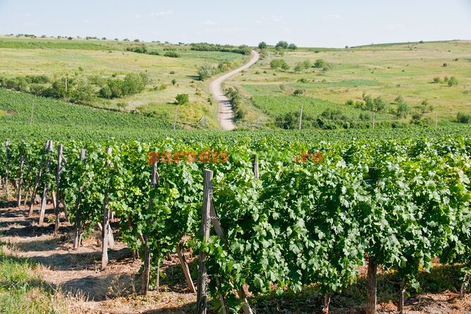 Prahova Salt Mine & Wine Tasting - Private day tour from Bucharest - Key Points