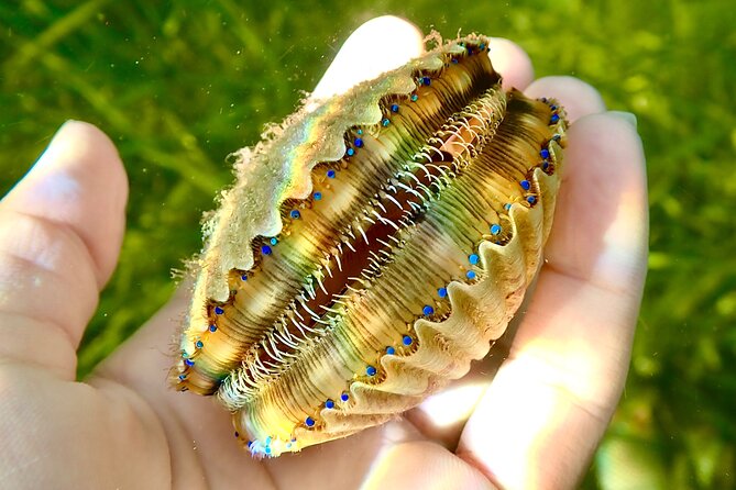 Premier Scalloping Adventure on Florida's Nature Coast - What Reviewers Highlight About This Tour