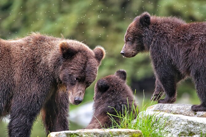 Premier Whale Watching and Wildlife Tour - Key Points