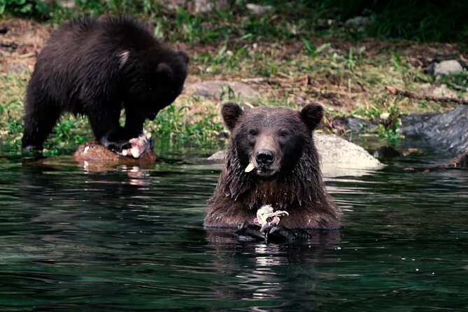 Premier Whale Watching and Wildlife Tour - The Comfort and Practicalities Onboard