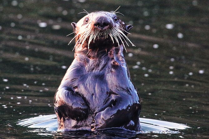 Premier Whale Watching and Wildlife Tour - Wildlife Sightings and Key Species