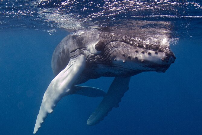 Premium Afternoon Scuba Charter for All Certified Diver Levels - What You Need to Know Before Booking