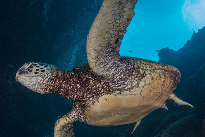 Premium Afternoon Scuba Charter for All Certified Diver Levels - The Marine Life You Might Encounter