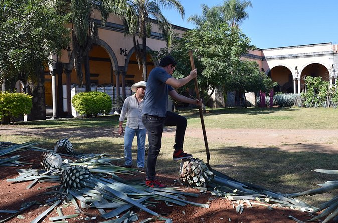 Premium Classic Tequila Experience in Cava de Oro - Timing and Schedule of the Tour