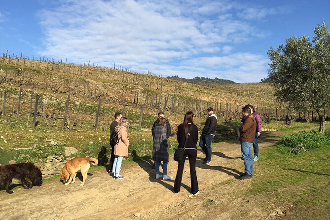 Premium Douro Valley Small-Group Tour, Wine Tasting, Lunch & Boat - Starting Point and Transportation in Porto