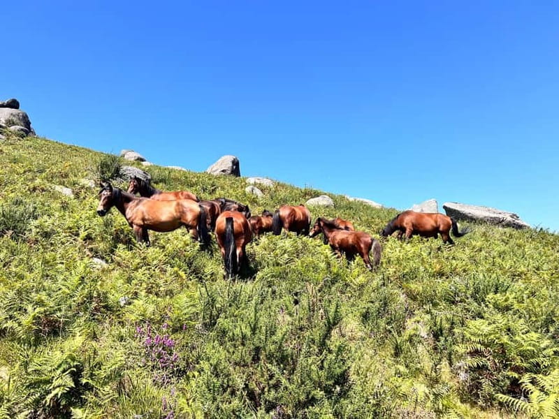 Premium e-MTB Tour in Geres with typical lunch - Practical Details: Logistics and Group Size