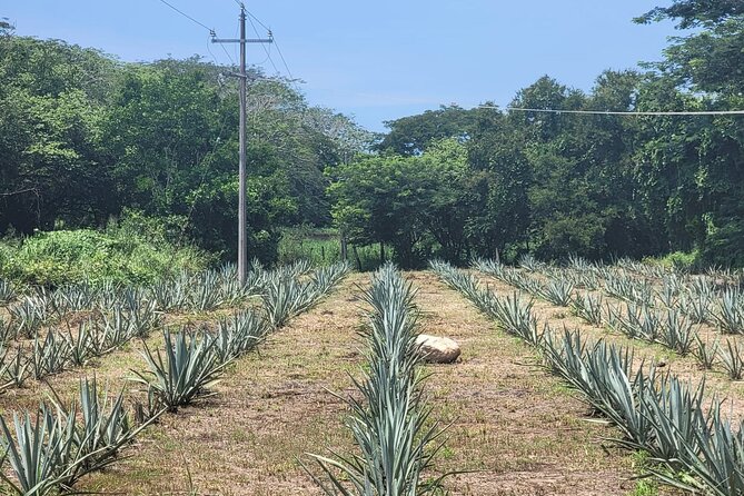Premium Finca 18 Tequila Tour & Chocolate Pairing + Pickup Points - Unique Chocolate Pairing and Local Snacks
