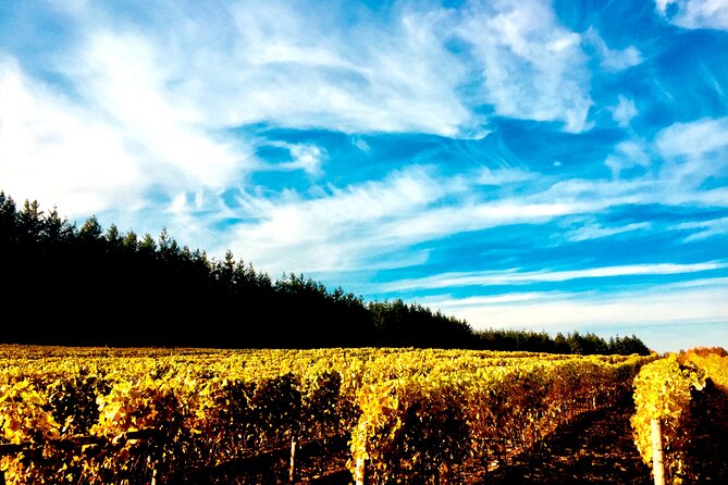 Premium Fraser Valley and White Rock Private Wine Tour - Explore Vancouver’s Premier Private Wine Tour with a Coastal Twist