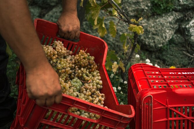 Premium Ischia Wine Tasting Experience with Transfer Included - Value for Money and Booking Considerations