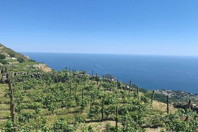 Premium Ischia Wine Tasting Experience with Transfer Included - Limitations to Keep in Mind