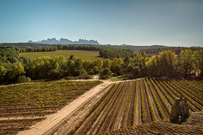 Premium Montserrat & Wine Full Day Tour from Barcelona - Lunch and Wine Tasting at Oller del Mas