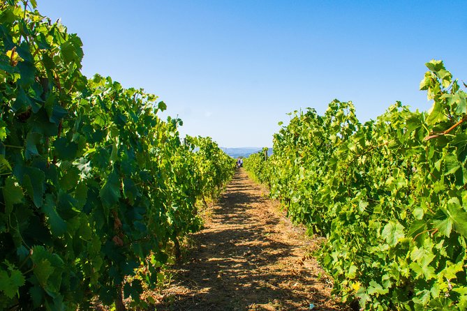 Premium Private Douro Tour: 3 Wineries with Tastings & Lunch - Seamless transportation and hotel pickup in Porto