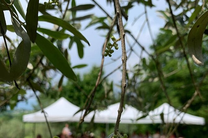 Premium Private Prosecco Hills Tour - 2 Wineries. Private tour. - Scenic Journey to Conegliano Valdobbiadene