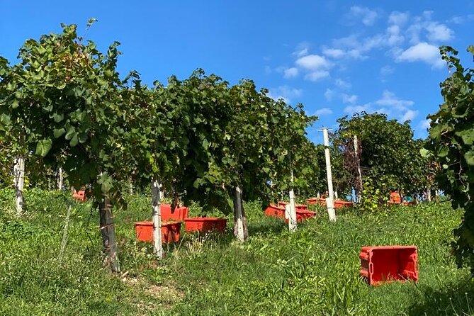 Premium Private Prosecco Hills Tour - 2 Wineries. Private tour. - Tasting and Panorama in a Charming Taverna