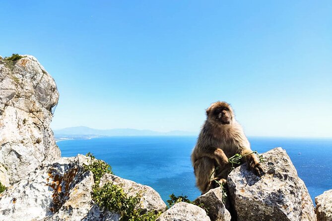 Premium private trip to Gibraltar from Seville (multiple options) - Crossing the Border into Gibraltar