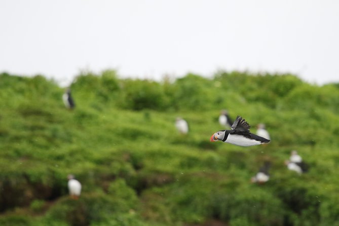 Premium Small-Group Puffin & Bird Watching tour from Reykjavík - Exciting Birdwatching Close to Reykjavík with a Clear Focus on Puffins