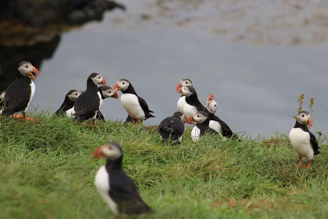 Premium Small-Group Puffin & Bird Watching tour from Reykjavík - Meeting Point and Tour Logistics in Reykjavík’s Old Harbour
