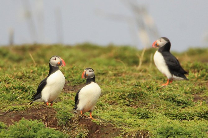 Premium Small-Group Puffin & Bird Watching tour from Reykjavík - What to Expect During the RIB Boat Ride