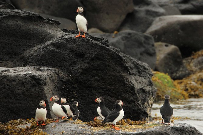 Premium Small-Group Puffin & Bird Watching tour from Reykjavík - Practical Tips for a Successful Bird Watching Trip