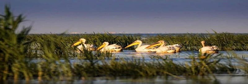 PREMIUM TOUR SMALL GROUP From Bucharest to the Danube Delta - Experience the Scenic Coach Ride from Bucharest to Tulcea
